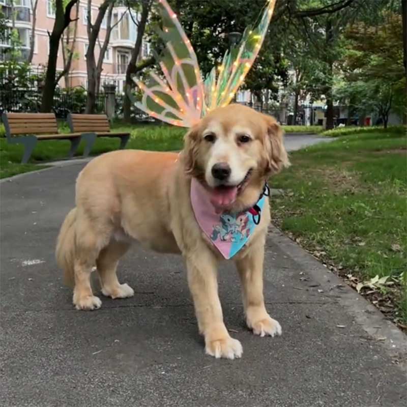 Dog Electrical Butterfly Wings